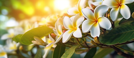 Beautiful white plumeria flowers in the garden. Frangipani flower close up. - obrazy, fototapety, plakaty