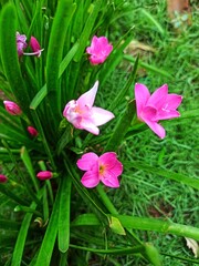 Obraz premium Pink flowers in the photo in macro mode.