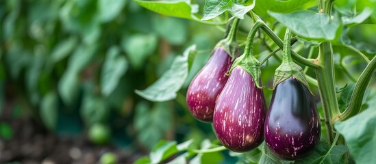 Growing eggplant harvest and producing vegetables cultivation. Concept of small eco green business organic farming gardening and healthy food