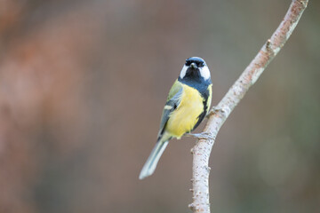Fototapeta premium Adult Great Tit (Parus Major) looking at the camera posed on a stick in a British back garden in Winter. Yorkshire, UK