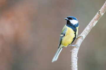 Adult Great Tit (Parus Major) posed on a branch in a British back garden in Winter. Yorkshire, UK
