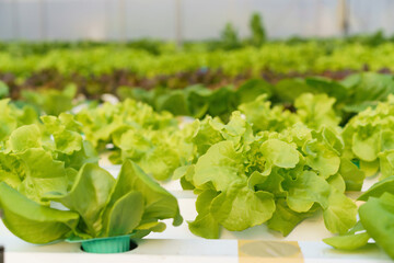 Salad vegetables composite of butterhead and green oak produce in greenhouse of hydroponics farm