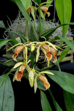 Coelogyne tommii orchid against a black background. Close-up view of the orchid.