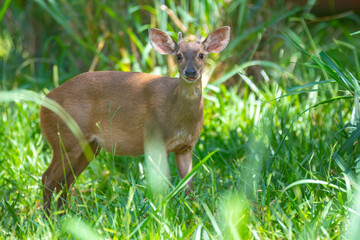 Red deer (Mazama americana) known as 