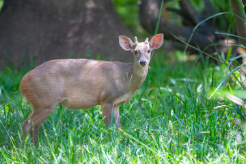 Red deer (Mazama americana) known as 