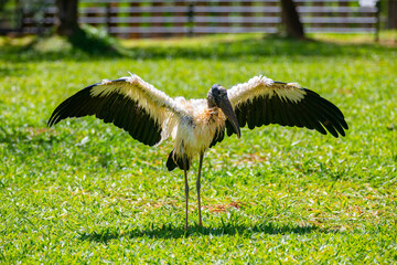 Jaburú bird (tuiuiú) with dry head, walking sideways over the range in selective focus