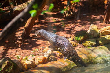 Typical Brazilian otter (Neotropical otter) coming out of the river in closeup and selective focus