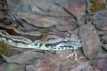 Brazilian snake portrait in closeup and selective focus