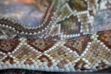 Brazilian snake portrait in closeup and selective focus