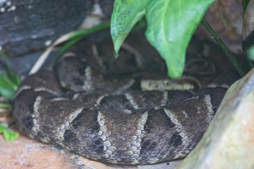 Brazilian snake portrait in closeup and selective focus