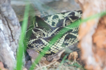 Brazilian snake portrait in closeup and selective focus