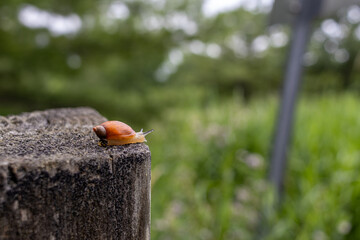 Small orange snail with a glossy shell - perched on the edge of a textured, grey stone pillar - blurred green backdrop. Taken in Toronto, Canada.