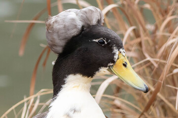 Duck's Beautiful Hairstyle