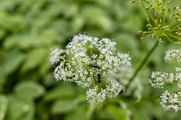 Ant on white flowers - amidst lush greenery - close-up shot - natural habitat - delicate blossoms. Taken in Toronto, Canada.