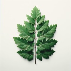 green leaf on a white background - obrazy, fototapety, plakaty
