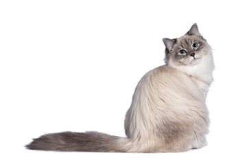 Pretty Neva Masquerade cat sitting side ways.  Looking over shoulder towards camera with light blue eyes. Isolated cutout on a transparent background.