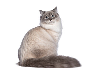 Pretty Neva Masquerade cat sitting side ways. Looking above camera with light blue eyes. Isolated...