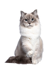 Pretty Neva Masquerade cat sitting up facing front with one paw lifted. Looking straight towards...
