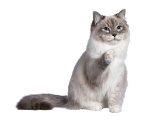 Obraz premium Pretty Neva Masquerade cat sitting up facing front with one paw lifted. Looking beside camera with light blue eyes. Isolated cutout on a transparent background.