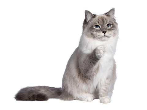 Pretty Neva Masquerade cat sitting up facing front with one paw lifted. Looking beside camera with light blue eyes. Isolated cutout on a transparent background.