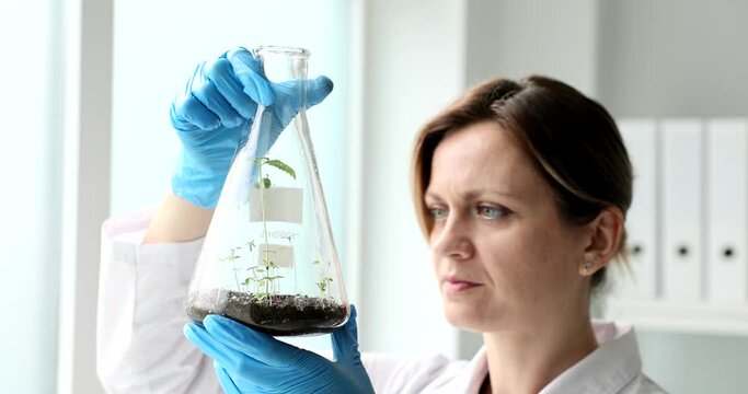 Woman scientist botanist carefully looks at sprouts of green plants in flask in laboratory. Cultivation of organic products and research in lab