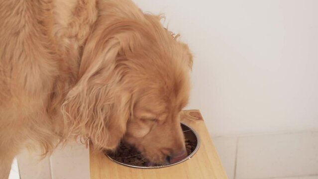 Canine Culinary Delight: Golden Retriever Dining Experience. Dog enjoys a meal from his elevated bowl on a wooden table. The journey concludes as he affectionately licks the plate clean