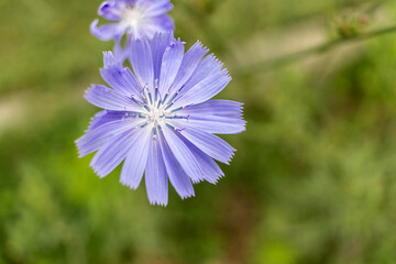 Vibrant purple chicory flower against soft green backdrop  - white stamens. Taken in Toronto, Canada.