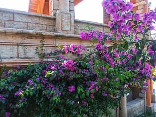 Bougainvillea flowers can also treat digestive problems, such as diarrhea, stomach acid, or stomach ache.