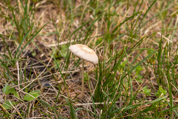 A lone mushroom stands amidst green grass - wild, untouched landscape - blurred grass background. Taken in Toronto, Canada.