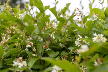 A bee hovering over white blossoms blooming - surrounded by lush green leaves. Taken in Toronto, Canada.