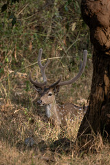 Chital - Axis axis, beautiful colored small deer from Asian grasslands, bushes and forests, Nagarahole Tiger Reserve, India.