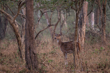 Naklejka na ściany i meble Chital - Axis axis, beautiful colored small deer from Asian grasslands, bushes and forests, Nagarahole Tiger Reserve, India.