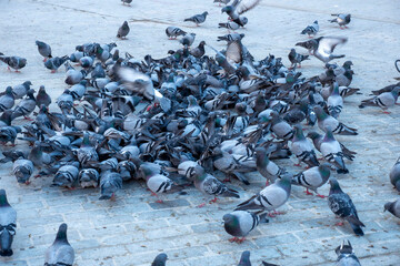 A large flock of pigeons are in the city square, eating the food thrown by people,
