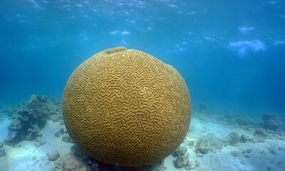a beautiful brain coral on a reef off the coast of Venezuela