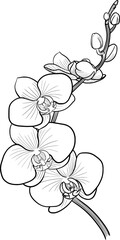 Orchid flower outline illustration isolated