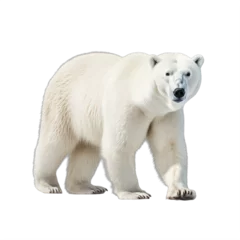 Foto op Canvas polar bear  on a transparent background png isolated © Eduardo