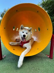 Akita inu dog looking tired and laying rest on a dogs playground game in Buenos Aires, Argentina