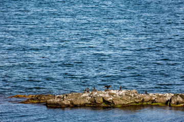 Fototapeta na wymiar Cormorants seagulls resting on the rocks in the waters of Black Sea, Bulgaria