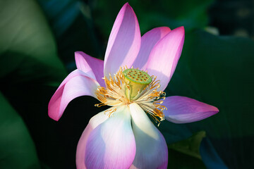 Blooming lotus bud against a background of leaves.