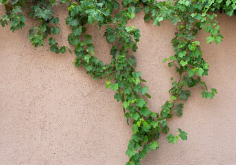 Fragment of a pink wall with a green plant in daylight