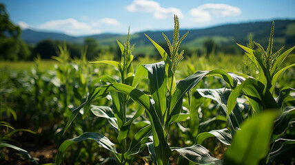 Green corn plants on a field under a bright blue sky.