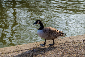 A view of a Canadian Geese on the embankment of the River Great Ouse in the centre of Bedford, UK on a bright sunny day
