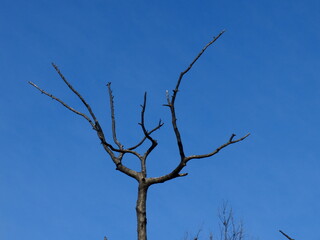 incendie &agrave; Niozelles (Provence)