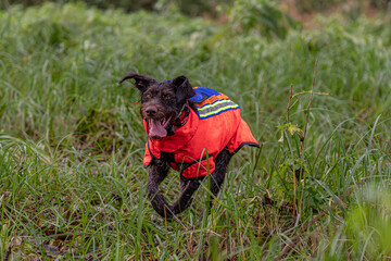Jagdhund in Schutzweste