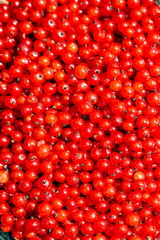Red currant harvested from a bush close-up in summer