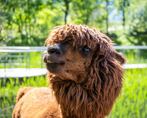 A brown Huacaya Alpaca (Lama pacos) on a sunny day. Portrait. Selective focus