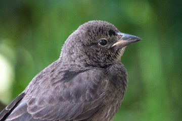 A visitor from the sky