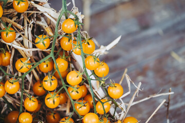 Tomates cerise fraîchement cueillies dans le jardin potager - 727229596