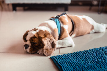 Cute cavalier king charles spaniel dog lying on the floor