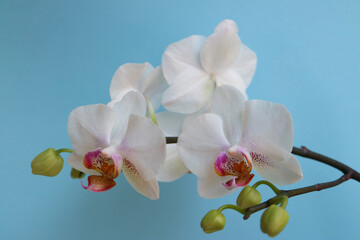 White Orchid With  Delicate Petals And Buds
